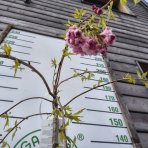 Čerešňa okrasná (Prunus serrulata) ´KIKU SHIDARE´ (sakura) - výška 170-190 cm, kont. C7,5L - NA KMIENKU